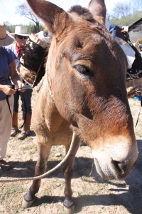 This mule gives me the stink eye as I angle in for just the right shot. 